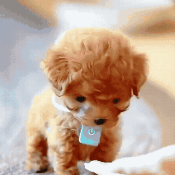 Cachorro Robot Realista™ — Camina, Ladra y Pide Mimos VIP