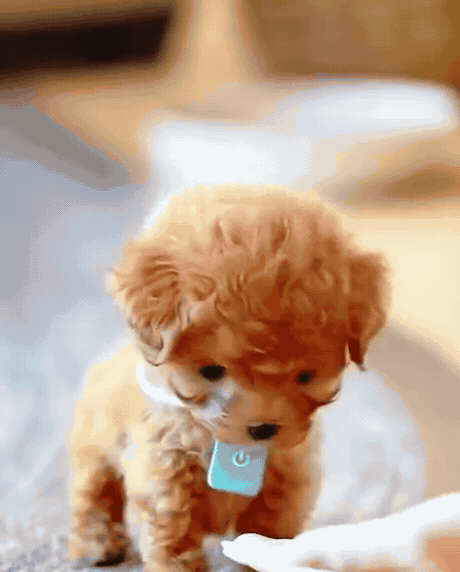 Cachorro Robot Realista™ — Camina, Ladra y Pide Mimos