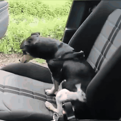 cintur-n-de-seguridad-para-perro-correa-de-coche-c-1335-gifsec