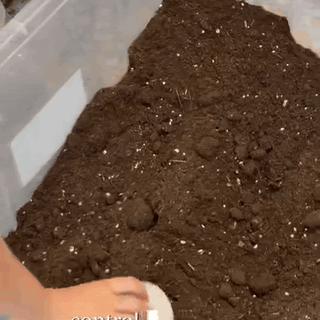 gif — Terrario Cerrado con Musgo — Jardín Eterno en Frasco de Vidrio