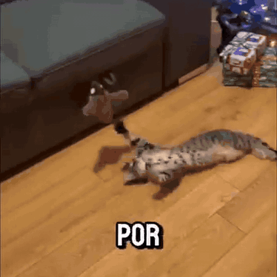 gif — Pájaro Interactivo para Gatos – Aletea y Pía al Tocarlo
