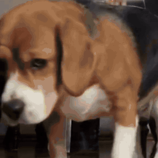 gif — HuellaFirme™ – Huellitas antideslizantes para patas de perro (kit de 4)