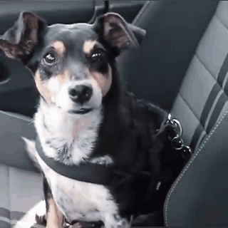 gif — Cinturón de Seguridad para Perro – Correa de Coche con Mosquetón Giratorio