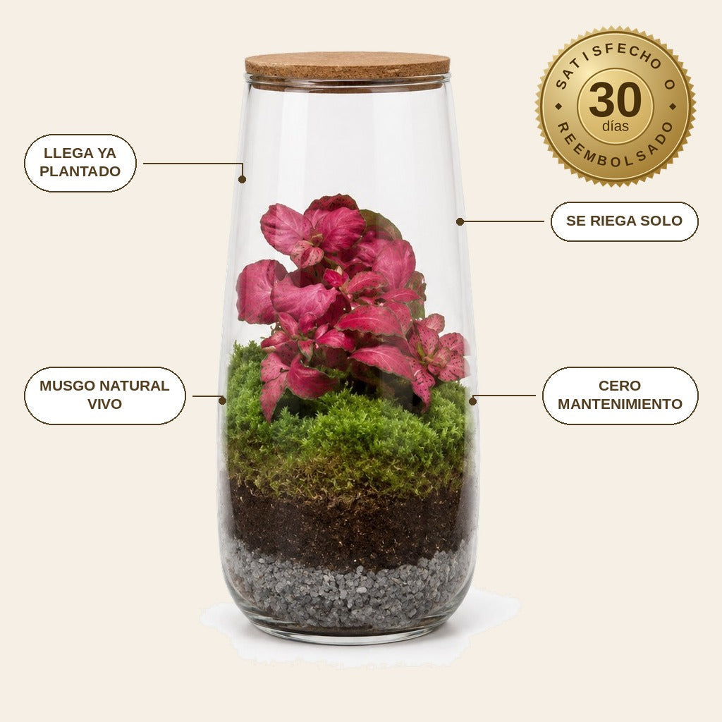 infographie — Terrario Cerrado con Musgo — Jardín Eterno en Frasco de Vidrio
