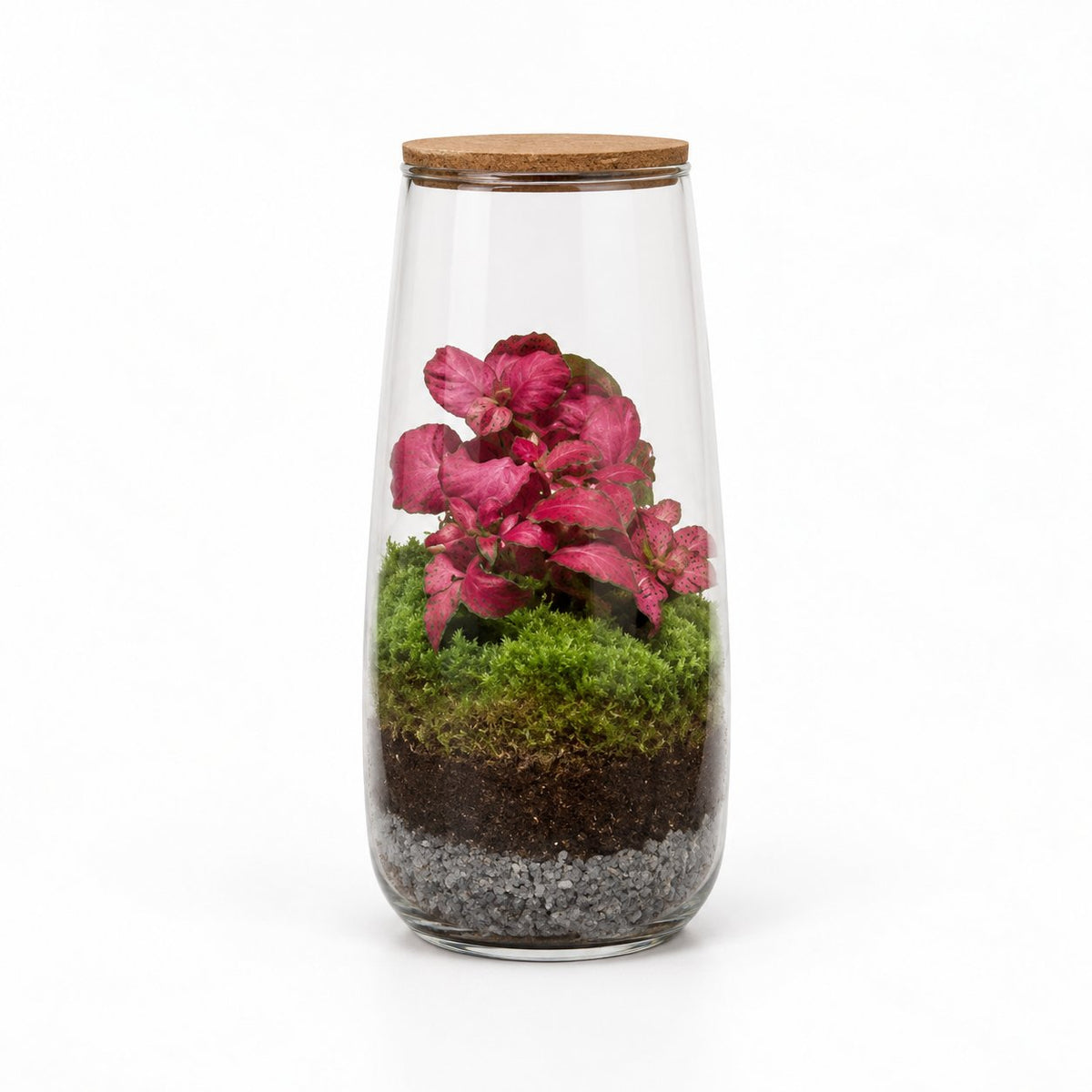 packshot — Terrario Cerrado con Musgo — Jardín Eterno en Frasco de Vidrio